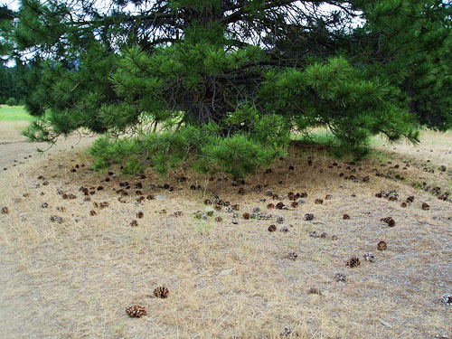 accumulation of pine cones, Liberty Meadows near Liberty, Kittitas County, Washington