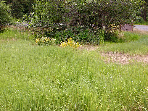 lush-looking grass at Liberty Meadows near Liberty, Kittitas County, Washington