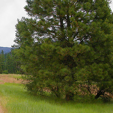 isolated Ponderosa pine tree in meadow, Liberty Meadows near Liberty, Kittitas County, Washington