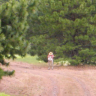 Laurel Ramseyer tapping pine cones, Liberty Meadows near Liberty, Kittitas County, Washington
