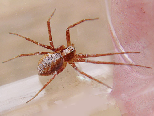 Philodromus rodecki crab spider from pine foliage, Liberty Meadows near Liberty, Kittitas County, Washington