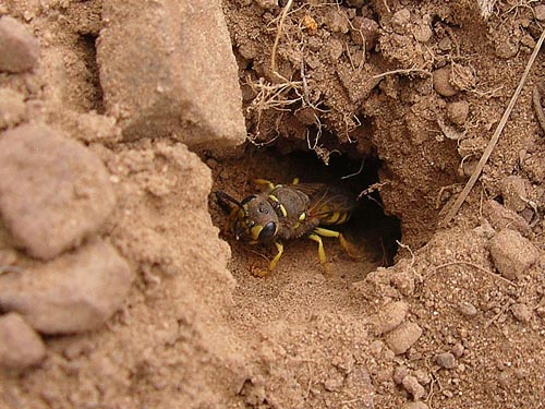solitary wasp in burrow, Liberty Meadows near Liberty, Kittitas County, Washington