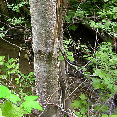 alder by stream bank, Lion Gulch 3300', north of Liberty, Kittitas County, Washington