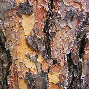 ponderosa pine bark layers, Lion Gulch 3300', north of Liberty, Kittitas County, Washington