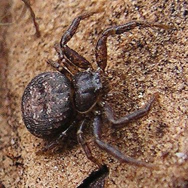 crab spider Bassaniana utahensis from under pine bark scales, Lion Gulch 3300', north of Liberty, Kittitas County, Washington