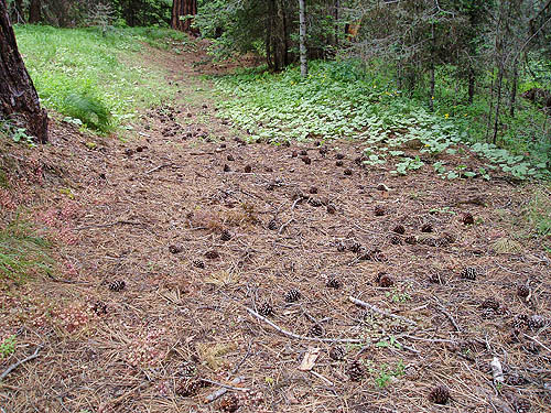 array of fallen ponderosa pine cones, Lion Gulch 3300', north of Liberty, Kittitas County, Washington