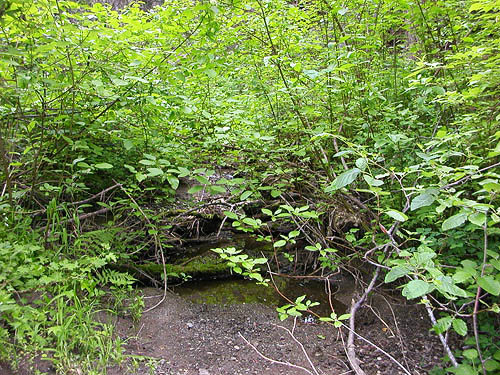 central creek of Lion Gulch 3300', north of Liberty, Kittitas County, Washington