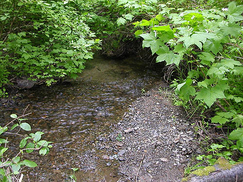 central creek of Lion Gulch 3300', north of Liberty, Kittitas County, Washington