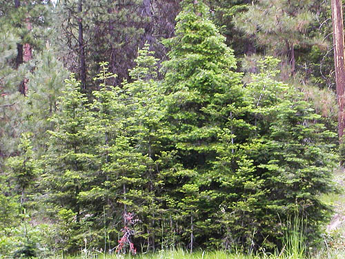 Stand of young grand fir Abies grandis, Lion Gulch 3300', north of Liberty, Kittitas County, Washington