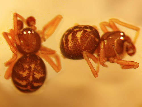 theridiid spider Dipoena lana from understory, Lion Gulch 3300', north of Liberty, Kittitas County, Washington