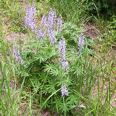 clump of lupine in clearing, Lion Gulch 3300', north of Liberty, Kittitas County, Washington