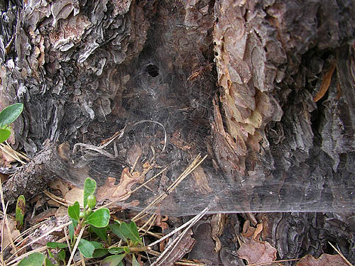 funnel web of agelenid spider Novalena sp. #1, Lion Gulch 3300', north of Liberty, Kittitas County, Washington
