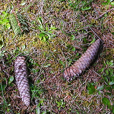 cones of mystery exotic conifer, Little Falls Cemetery, near Vader, Lewis County, Washington