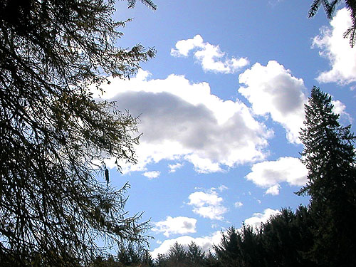 blue sky on a beautiful early spring day, Little Falls Cemetery, near Vader, Lewis County, Washington