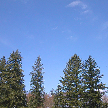 Douglas-firs in forest adjacent to Little Falls Cemetery, near Vader, Lewis County, Washington