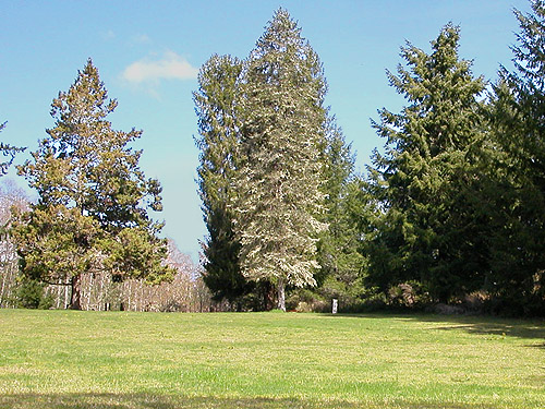 mystery non-native conifers in lawn, Little Falls Cemetery, near Vader, Lewis County, Washington