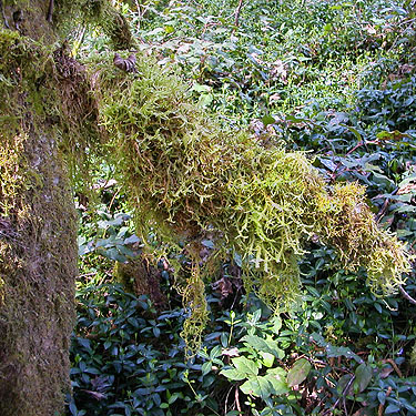 moss on tree, Little Falls Cemetery, near Vader, Lewis County, Washington