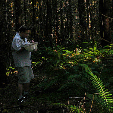 Kent Karnofski examines sweep sample from fern understory, across road from Little Falls Cemetery, near Vader, Lewis County, Washington