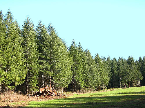 pile of what looked like wood scraps across road from Little Falls Cemetery, near Vader, Lewis County, Washington