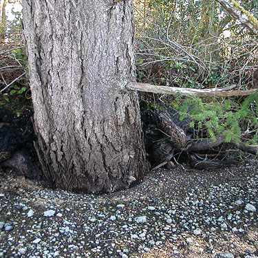 Douglas-fir Pseudotsuga menziesii trunk on beach, unnamed park on Little Skookum Inlet, Mason County, Washington
