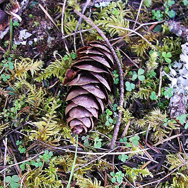 Douglas-fir cone, unnamed park on Little Skookum Inlet, Mason County, Washington