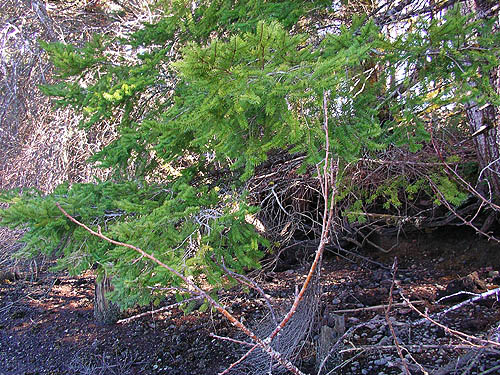 Douglas-fir foliage Pseudotsuga menziesii on beach, unnamed park on Little Skookum Inlet, Mason County, Washington