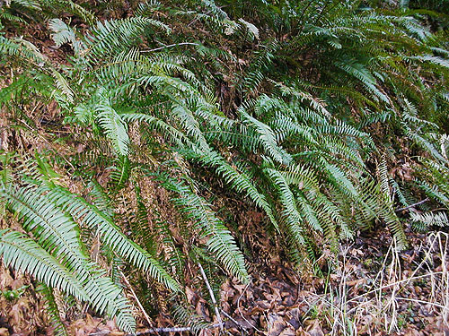 sword ferns Polystichum munitum hanging down bank, unnamed park on shore of Little Skookum Inlet, Mason County, Washington