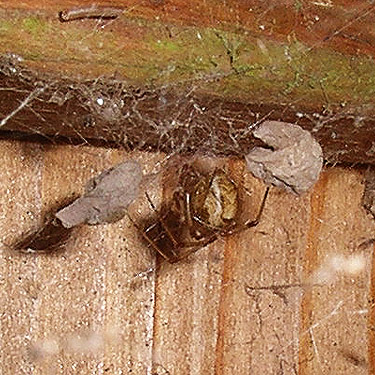house spider Achaearanea tepidariorum in picnic shelter, unnamed park on Little Skookum Inlet, Mason County, Washington
