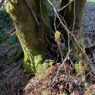 leaf litter and moss at base of bigleaf maple tree, unnamed park on Little Skookum Inlet, Mason County, Washington