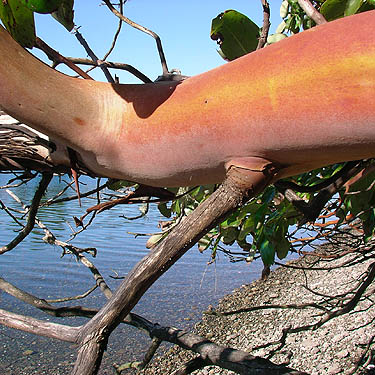 madrona Arbutus menziesii branch on beach, unnamed park on Little Skookum Inlet, Mason County, Washington