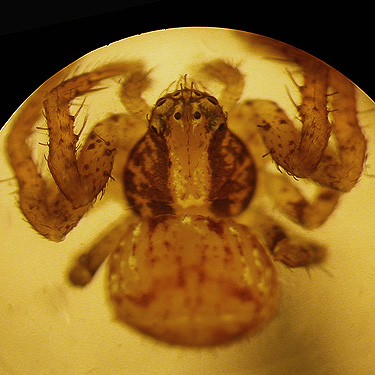 juvenile crab spider Ozyptila pacifica, unnamed park on Little Skookum Inlet, Mason County, Washington
