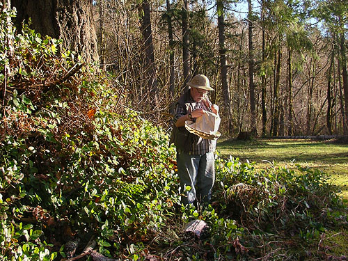 Rod Crawford sorting salal beat sample for spiders, unnamed park on shore of Little Skookum Inlet, Mason County, Washington