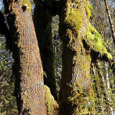 mossy maple trunks above unnamed park on Little Skookum Inlet, Mason County, Washington
