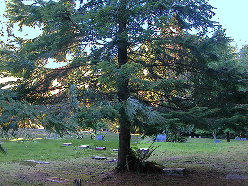 conifer foliage in the middle of Forest Hill Cemetery, Port Ludlow, Jefferson County, Washington