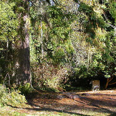 big tree at edge of Forest Hill Cemetery, Port Ludlow, Jefferson County, Washington
