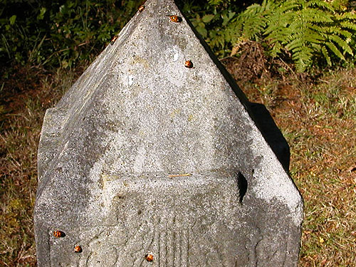 asian lady beetles, Harmonia axyridis, on grave monument, Forest Hill Cemetery, Port Ludlow, Jefferson County, Washington