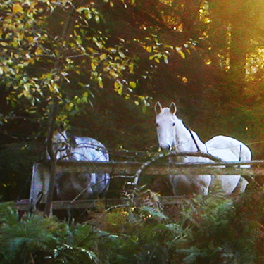 horses across the road from Forest Hill Cemetery, Port Ludlow, Jefferson County, Washington