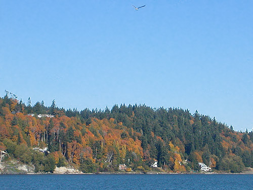 fall colors in Kingston, Kitsap County, Washington, seen from ferry on 27 October 2017