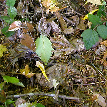 leaf litter with conifer needles, Forest Hill Cemetery, Port Ludlow, Jefferson County, Washington