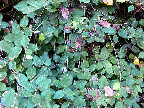 wall of salal foliage Gaultheria shallon, Forest Hill Cemetery, Port Ludlow, Jefferson County, Washington