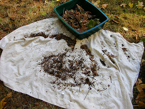 leaf-litter sifting, Forest Hill Cemetery, Port Ludlow, Jefferson County, Washington
