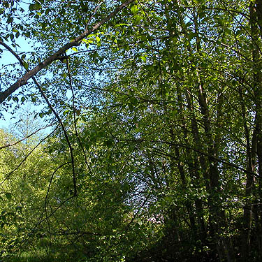 alder at edge of marsh on Fishtrap Creek, Lynden, Whatcom County, Washington