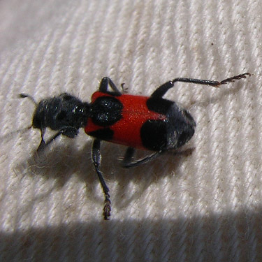 clerid beetle Enoclerus eximius, NW Washington Fairground, Lynden, Whatcom County, Washington
