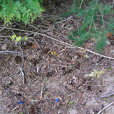 Douglas-fir cones, Bender Fields Park, Lynden, Whatcom County, Washington