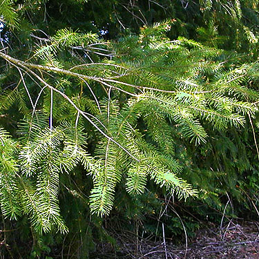 Douglas-fir foliage, Bender Fields Park, Lynden, Whatcom County, Washington
