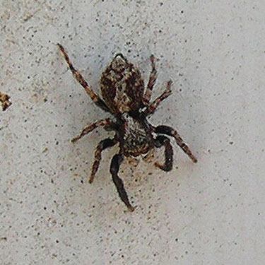 introduced salticid spider Pseudeuophrys lanigera male, NW Washington Fairground, Lynden, Whatcom County, Washington