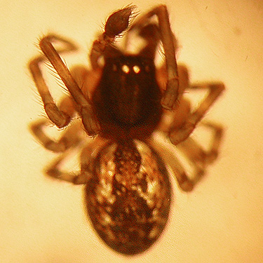 non-native dictynid spider Lathys humilis, Lynden, Whatcom County, Washington
