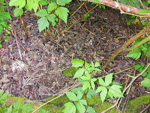 riparian alder-shrub litter, Bender Fields Park, Lynden, Whatcom County, Washington
