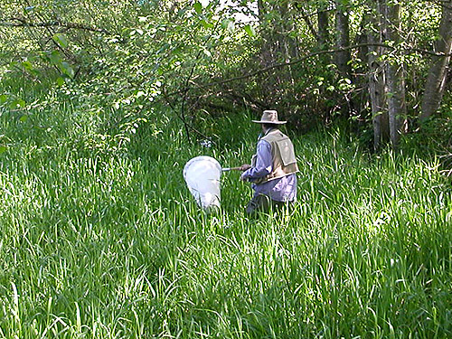 Laurel Ramseyer sweeping in marsh on Fishtrap Creek, Lynden, Whatcom County, Washington