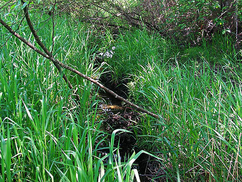 marsh on Fishtrap Creek, Lynden, Whatcom County, Washington